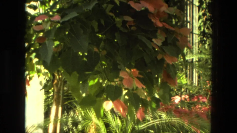 1972 Iran home-movie frame showing dense greenhouse leaves, palm fronds, and pink-red blossoms seen through dark foreground framing.