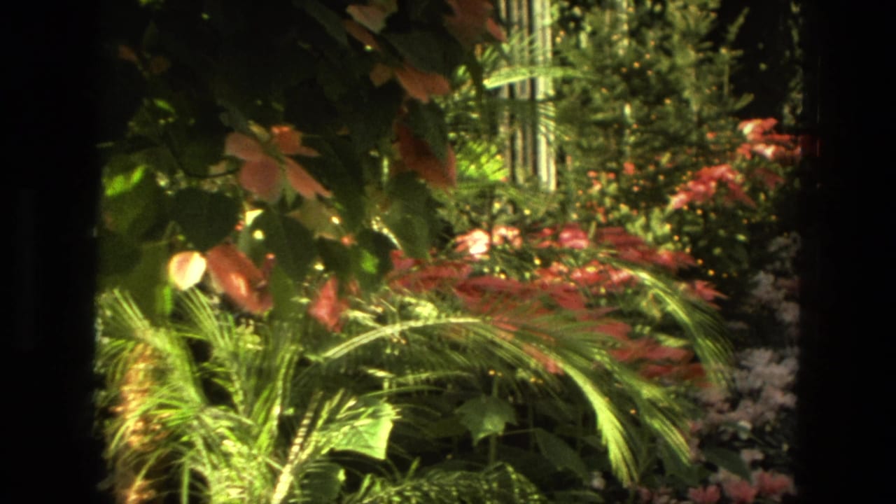 Dense tropical plants and red-pink flowers behind dark vertical framing.