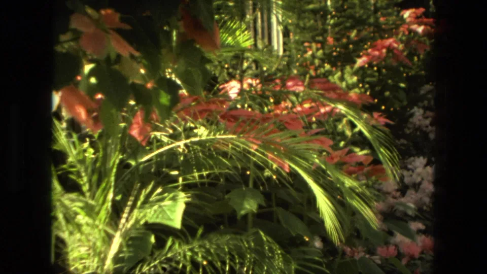 1972 Iran home-movie still of palm fronds, layered green leaves, and pink-red greenhouse blossoms in soft warm 8mm color.