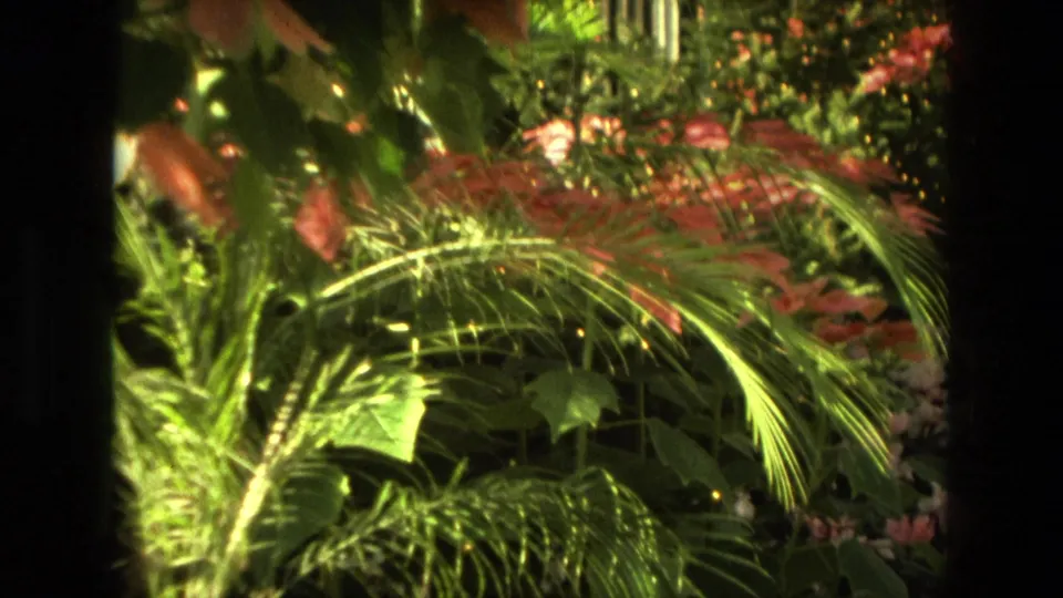 1972 Iran greenhouse frame showing bright palm fronds, layered foliage, and pink-red blooms in a soft, grainy 8mm home-movie view.