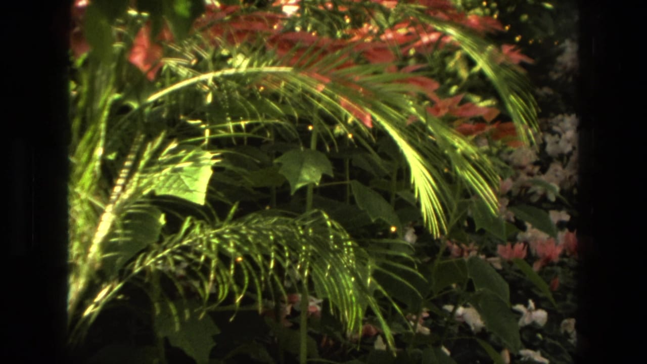Palm fronds and dense flowers inside a sunlit greenhouse.