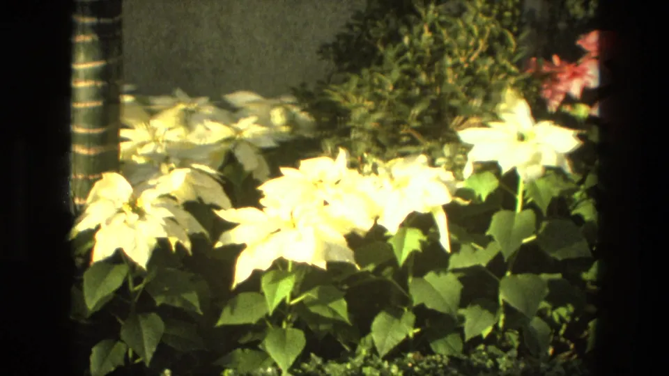 1972 Iran 8mm frame with pale foreground flowers and green leaves below a soft view of the garden fountain and red trees.