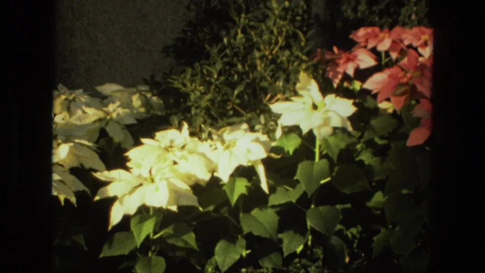 1972 Iran 8mm frame showing pale flowers and shrubs in front of a soft formal garden scene with fountain water, hedges, and red flowering trees.