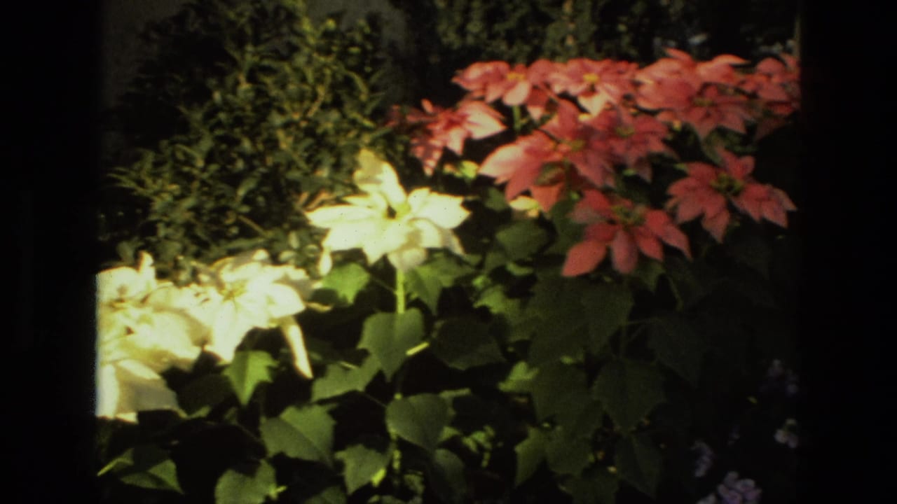 Red and white poinsettias beside dark green foliage near a garden structure.