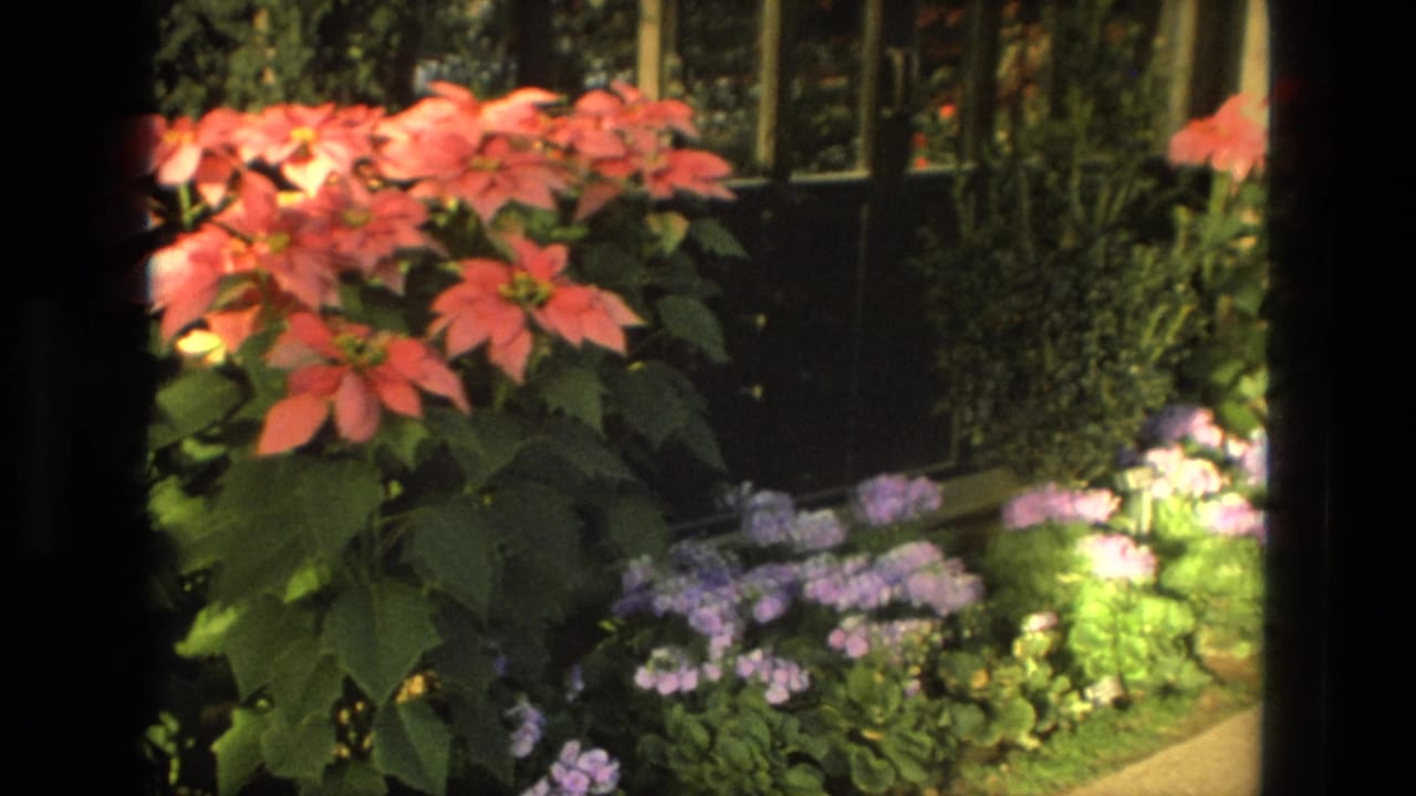 Red poinsettias and purple flowers beside a dark greenhouse doorway.
