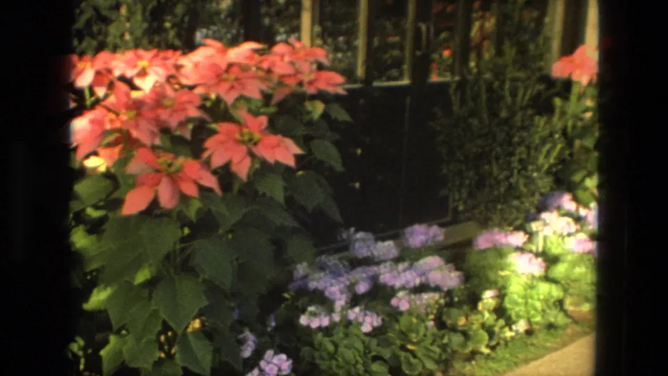 1972 Iran 8mm frame with red poinsettias, purple flowers, dense greenery, and a dark glass-panel garden doorway.