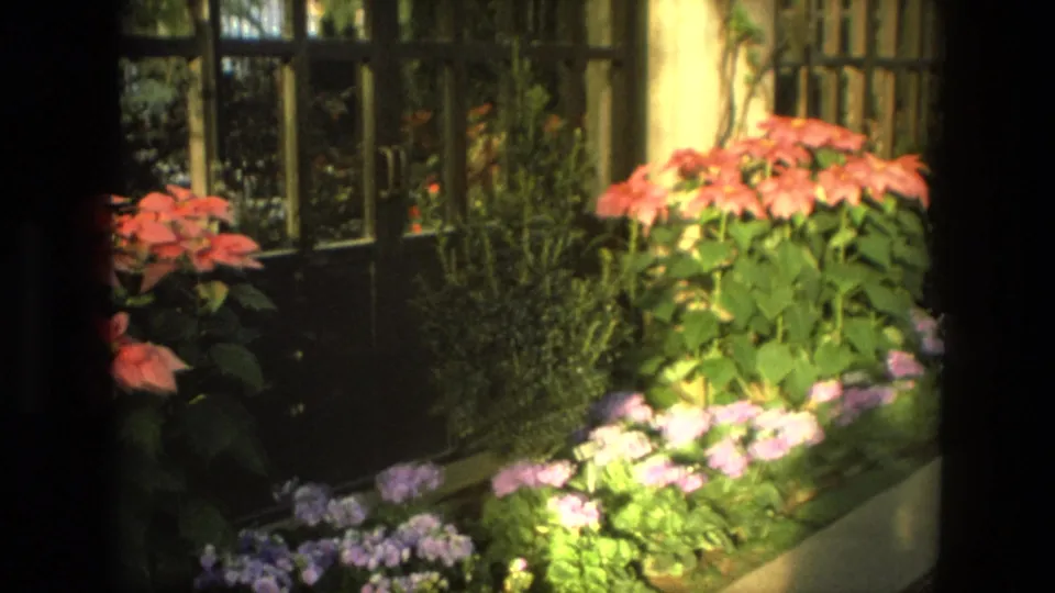1972 Iran 8mm frame showing a garden bed of red blooms and purple flowers beside glass doors and wooden greenhouse framing.