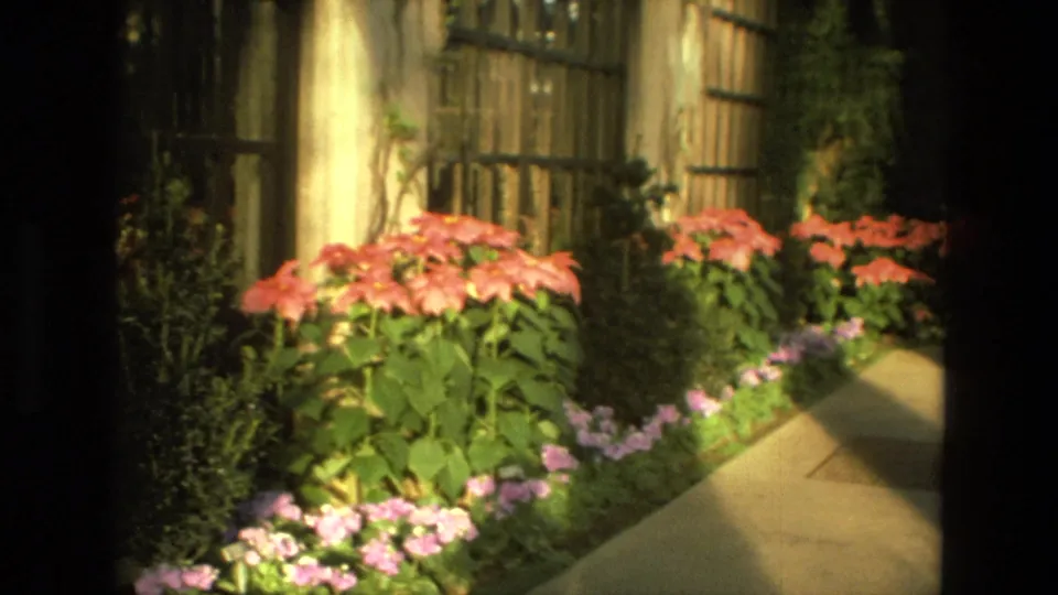 1972 Iran 8mm frame showing a sunlit walkway beside red poinsettias, purple flowers, foliage, and greenhouse-style windows.