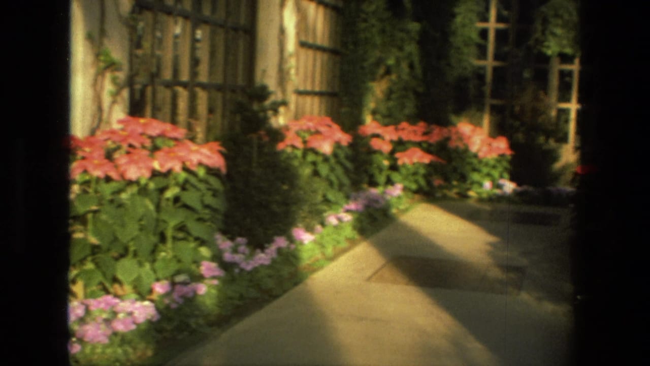 Sunlit garden path bordered by red and pink flowers and green foliage.