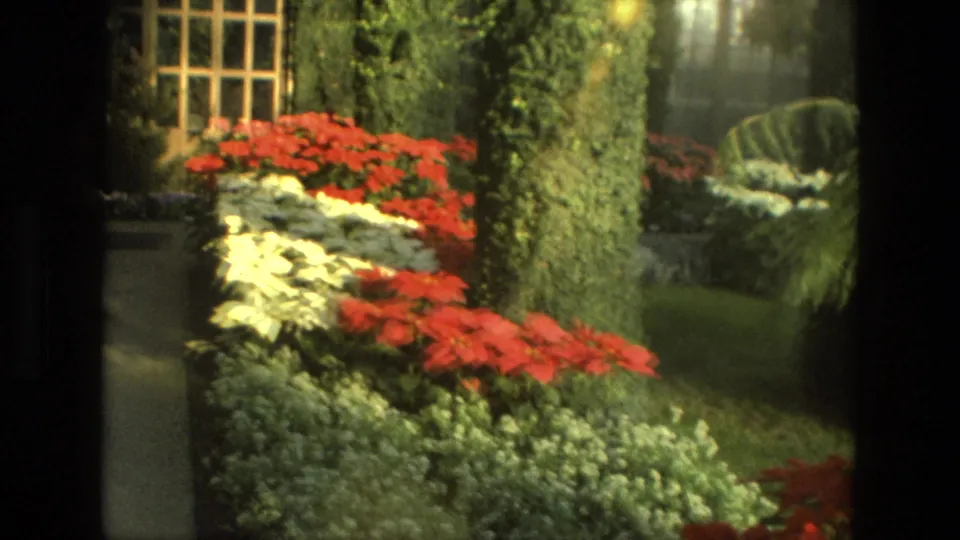 1972 Iran 8mm frame looking across red and white flower beds, dense greenery, a tree trunk, and a shaded garden walkway.