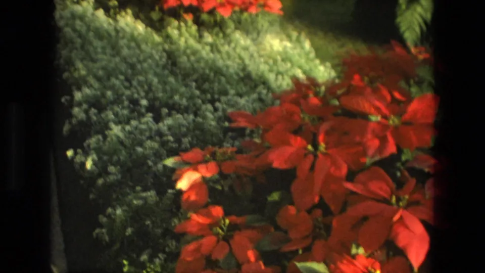 1972 Iran 8mm frame with red poinsettias in the foreground, dense green planting behind them, and soft greenhouse or garden light.