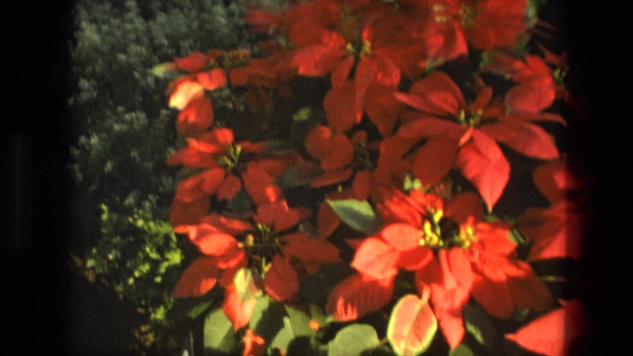 Close view of red flowers and green leaves in a sunlit garden bed.