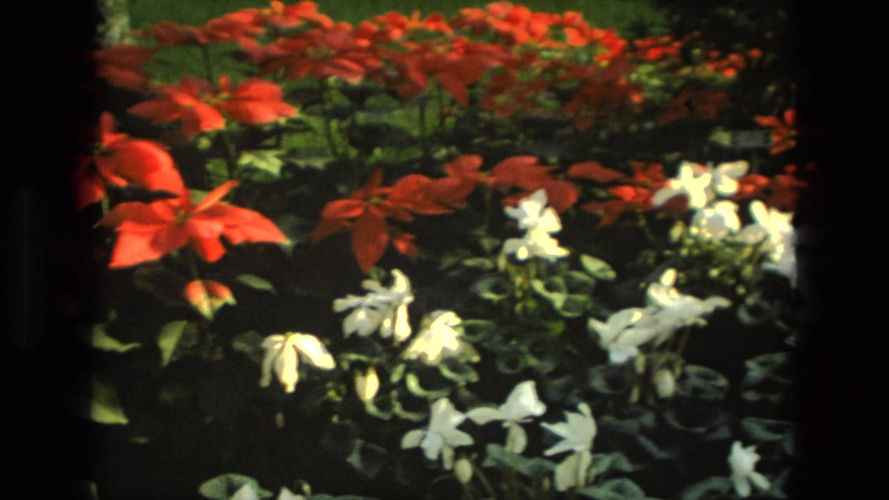 Red flowers and white blossoms grow together beside dense green foliage.