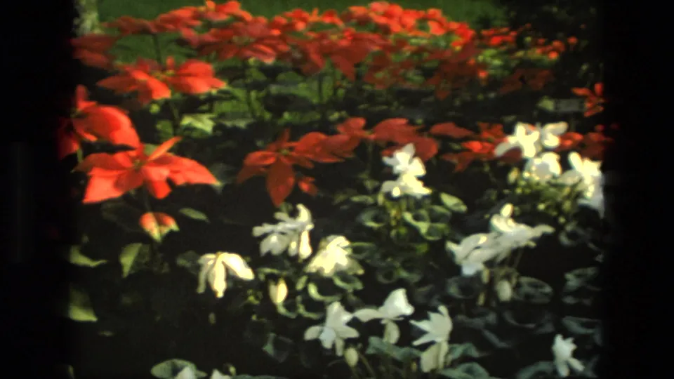 1972 Iran garden frame with red flowering plants, white blossoms, and surrounding greenery in soft 8mm color.