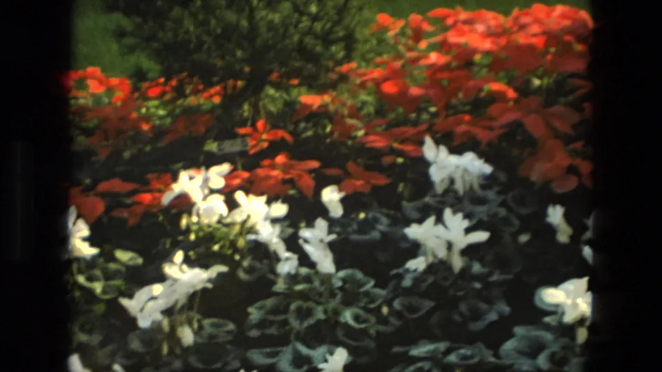 1972 Iran 8mm frame showing white blossoms below red flowering plants in a landscaped garden bed.