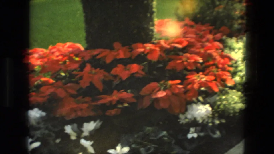 1972 Iran 8mm frame showing red flowers near a lawn and hedge, with scattered white blossoms in the foreground.