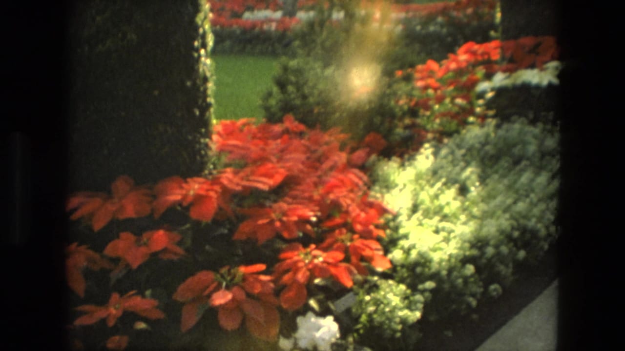 1972 Iran 8mm home-movie frame showing red poinsettias, pale flowers, foliage, and a greenhouse planting area seen through dark frame edges.