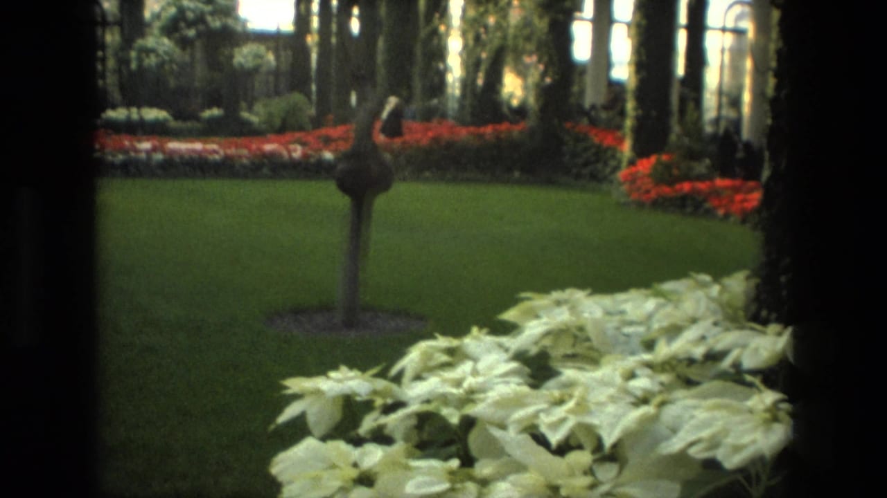 White poinsettia-like plants in front of lawn, red flowers, tree trunks, and glass walls.