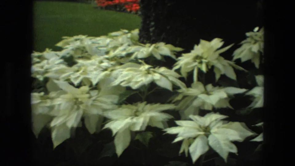 1972 Iran home-movie view of white poinsettia-like plants filling the foreground, with lawn and red blooms behind.