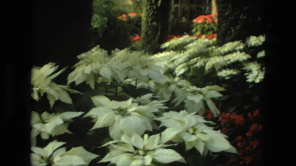 1972 Iran frame with rows of white poinsettia-like plants, red blooms, ivy-covered trunks, and glass conservatory structure.
