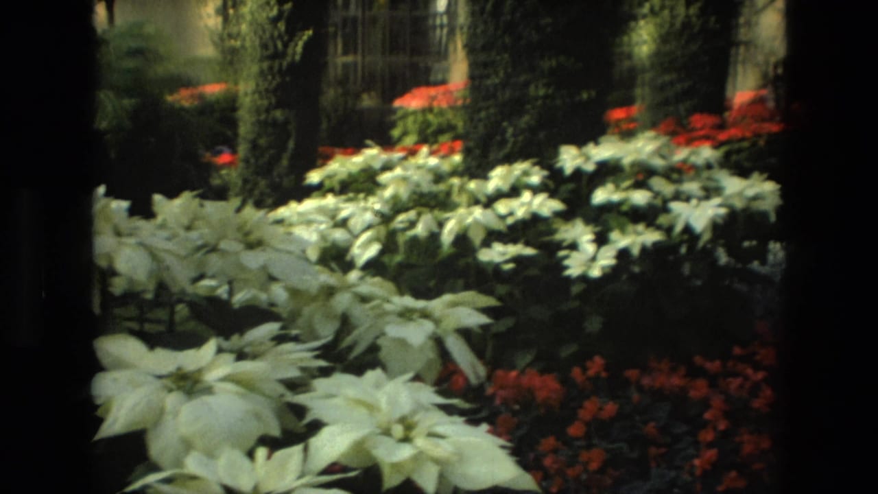 Garden bed with pale foliage, red flowers, hedges, and dark vertical foreground edges.
