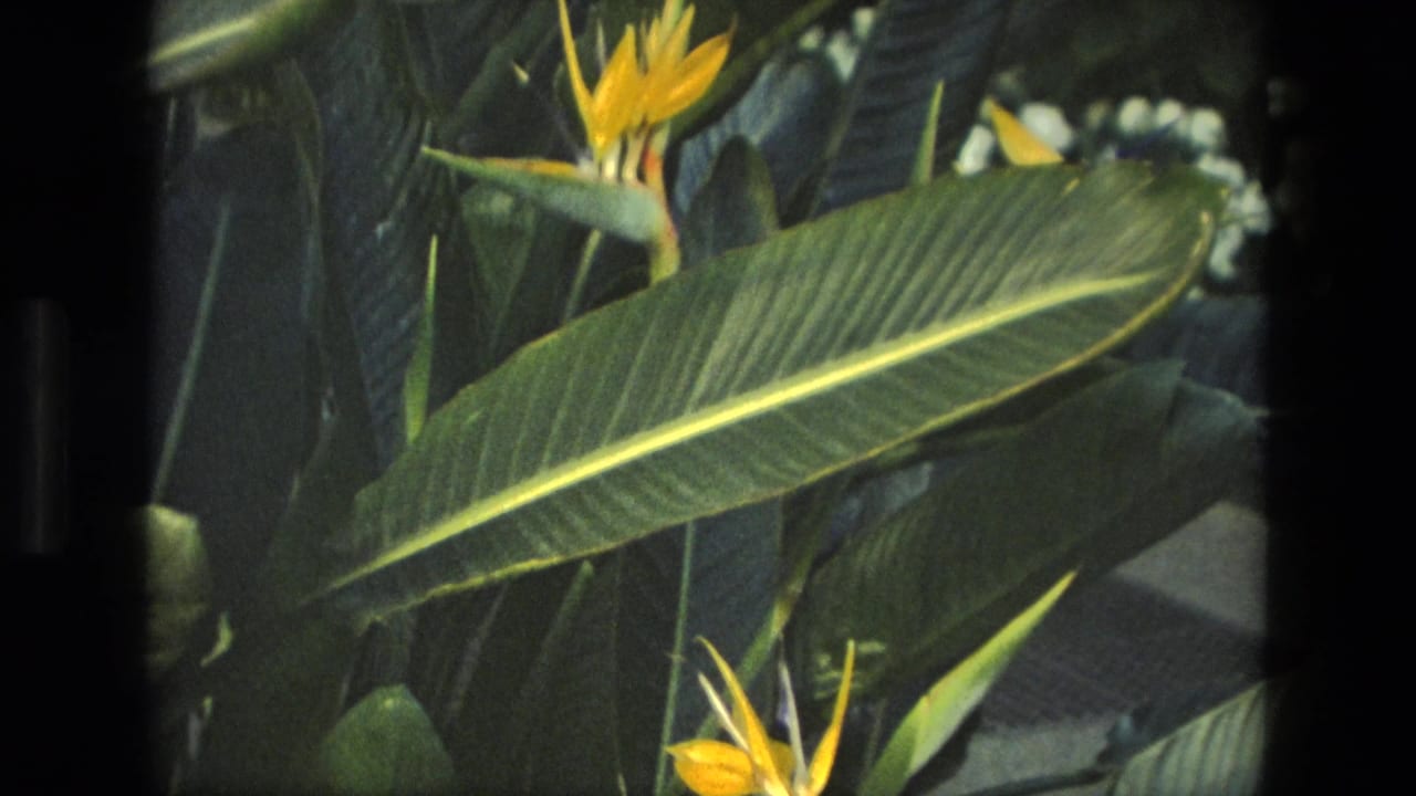 1972 Iran home-movie frame of large ribbed green leaves and yellow bird-of-paradise blooms in a garden setting.