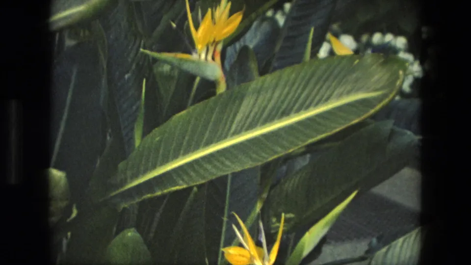 1972 Iran home-movie frame of large ribbed green leaves and yellow bird-of-paradise blooms in a garden setting.