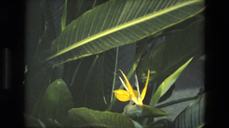 1972 Iran home-movie frame centered on a yellow bird-of-paradise bloom beneath a long ribbed green leaf.