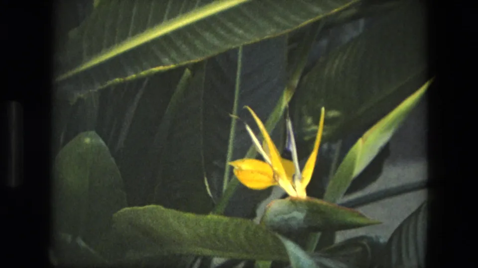 1972 Iran home-movie frame showing a yellow bird-of-paradise bloom amid overlapping green leaves in shaded garden light.