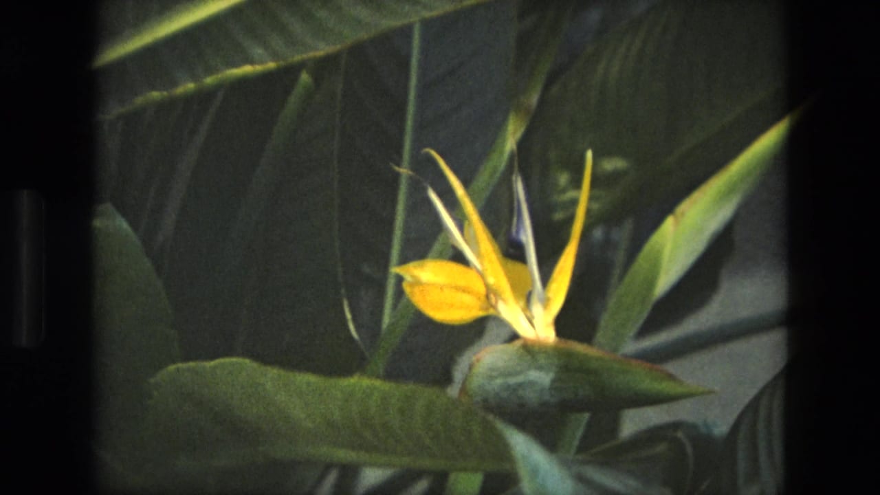 Yellow bird of paradise flower among broad green leaves in a dark foliage setting.