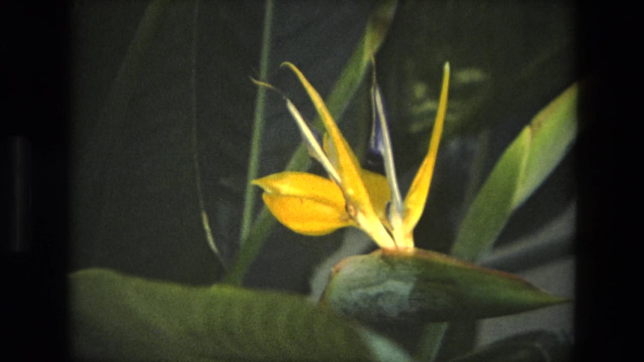 Close view of a yellow bird of paradise flower against layered green leaves.