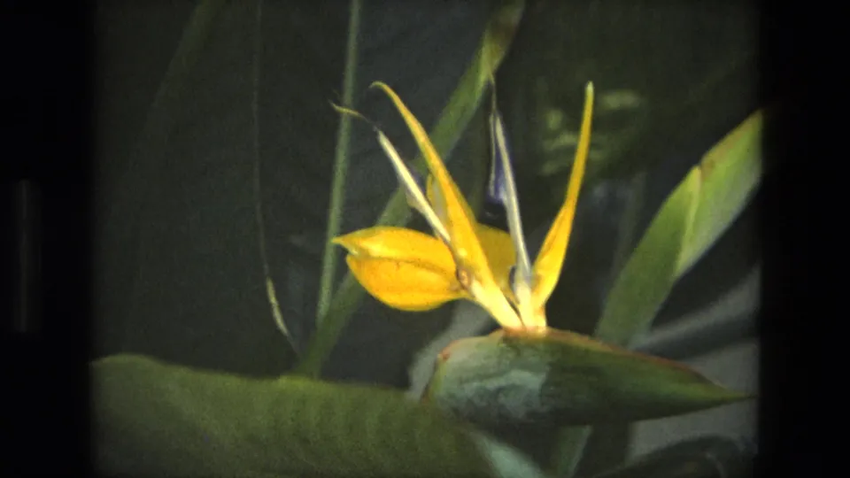 1972 Iran 8mm frame with a yellow bird of paradise flower centered against overlapping tropical foliage.