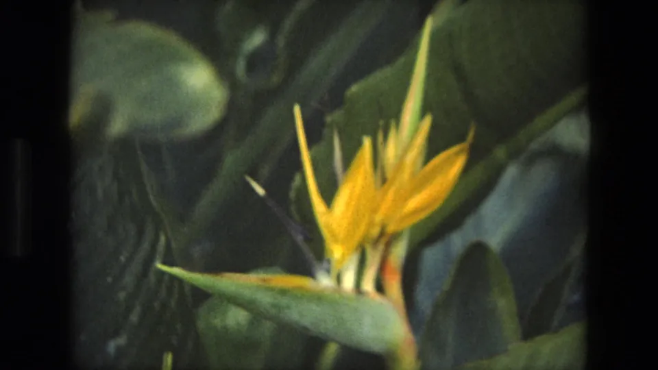 1972 Iran 8mm frame showing the bird of paradise bloom lower in the composition, partly surrounded by large leaves.