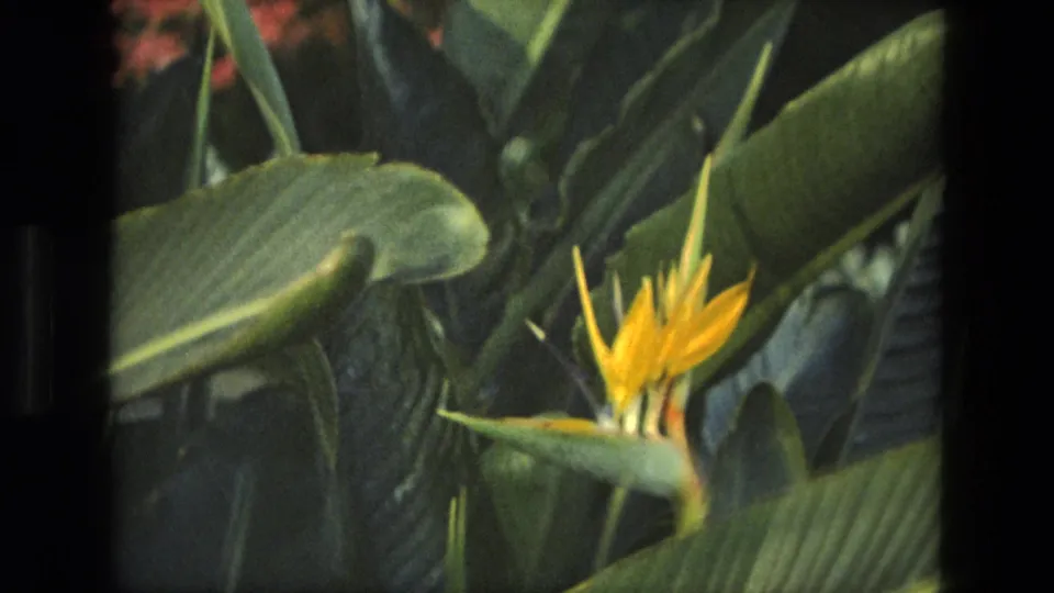 1972 Iran 8mm frame showing a yellow bird of paradise bloom set against broad leaves and dense shaded foliage.