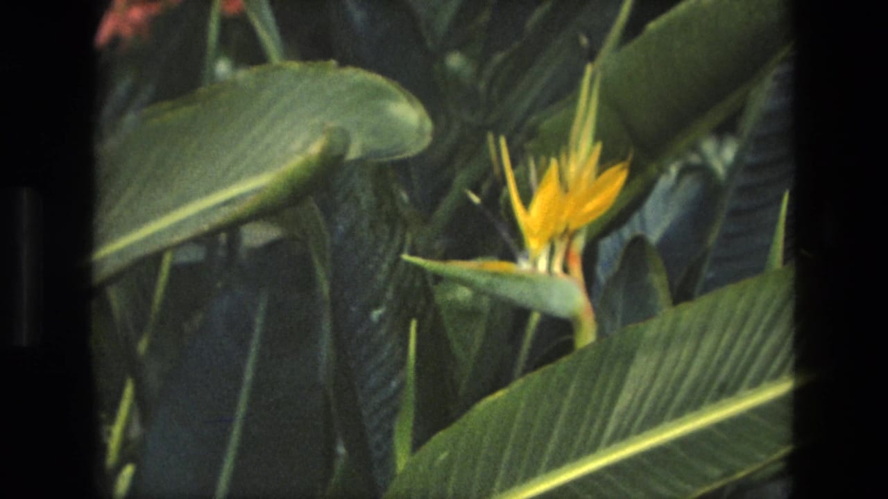 Bird of Paradise flower among broad green tropical leaves.
