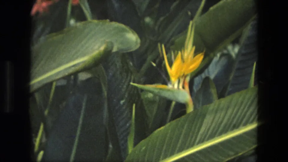 1972 Iran 8mm frame showing a Bird of Paradise flower surrounded by dense tropical foliage.