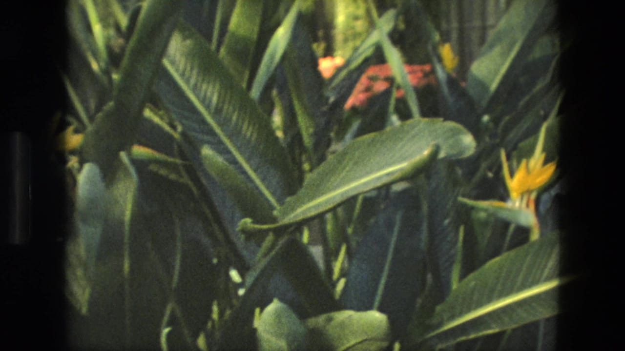 Dense tropical leaves with a Bird of Paradise flower near the right edge.