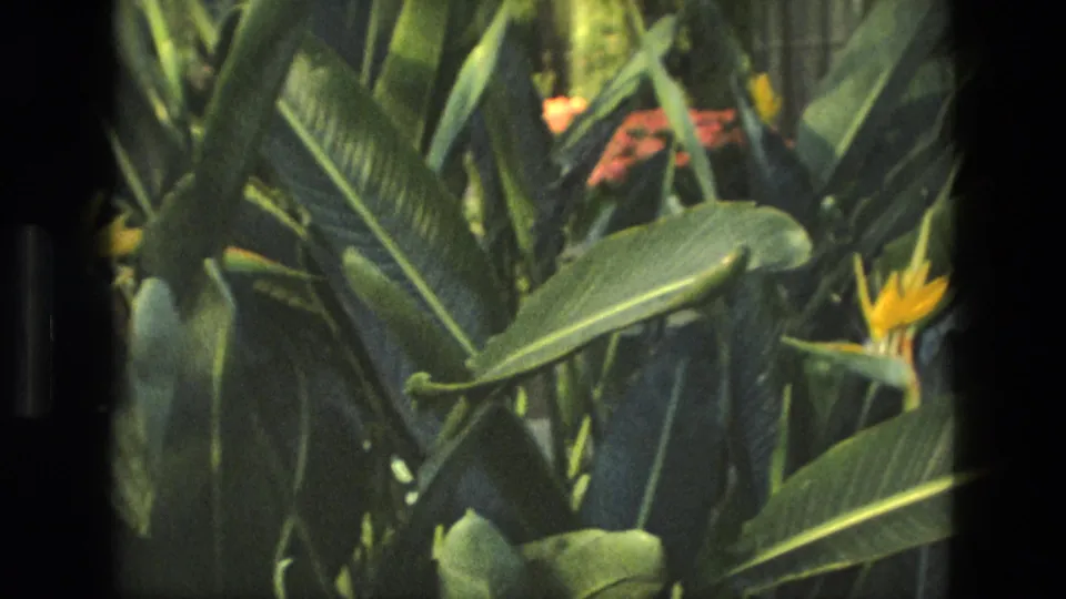 1972 Iran 8mm frame with layered greenhouse foliage and a yellow Bird of Paradise bloom near the right side.