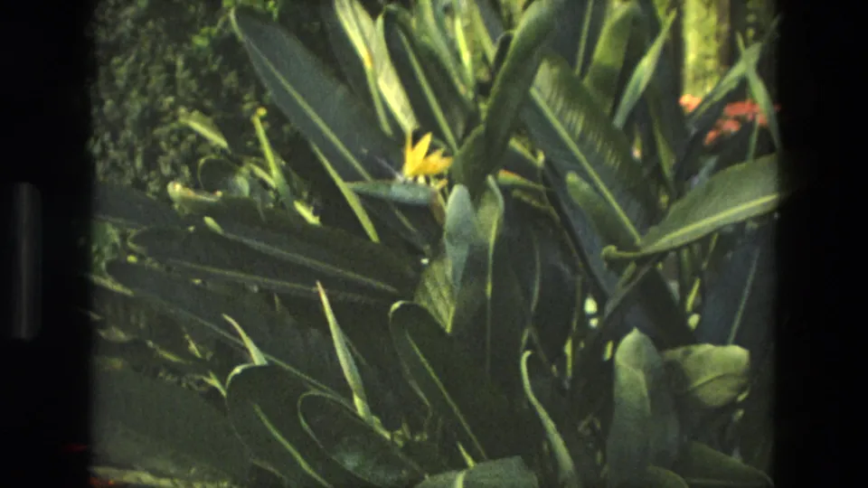 1972 Iran 8mm frame showing a close garden view of a Bird of Paradise bloom, thick leaves, and shaded planting.