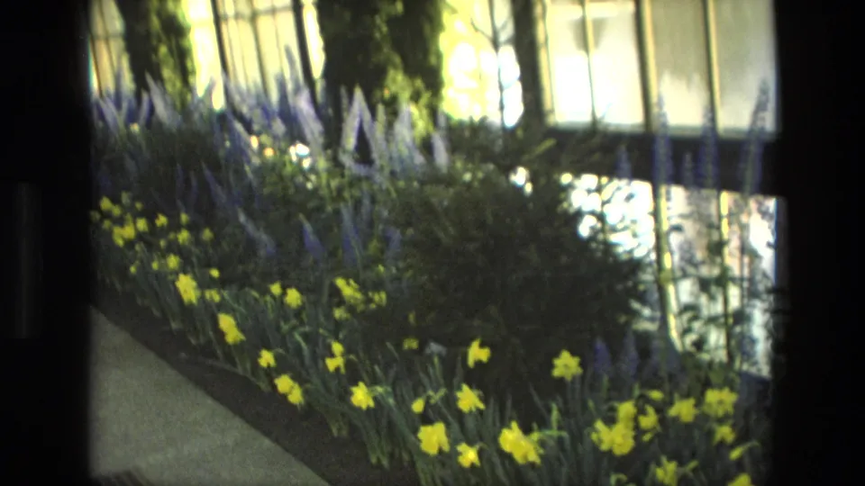 1972 Iran 8mm frame showing a greenhouse bed with yellow flowers, purple spikes, and bright window light behind it.