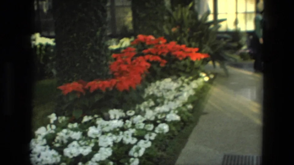 1972 Iran home-movie frame with red and white flower beds, greenery, and a paved path inside a botanical garden.