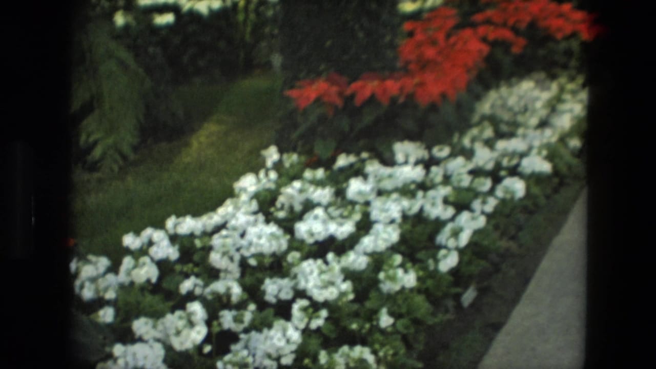 Close view of red and white flowers beside a garden path.
