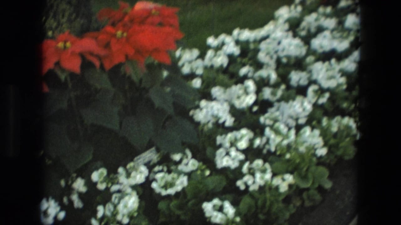 White flower beds and red flowers fill a landscaped garden view.