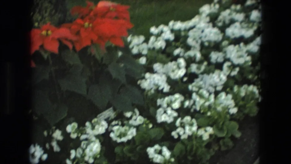 1972 Iran home-movie frame with white flower clusters, red blooms, and dense greenery in a formal garden display.