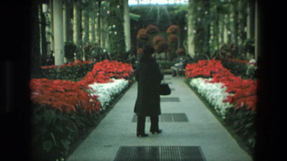 The woman walks deeper into the Iranian greenhouse, framed by symmetrical poinsettia beds and tall interior columns.