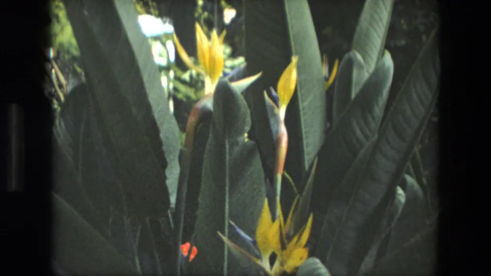 Close view of yellow bird-of-paradise flowers and broad tropical leaves inside the Iran greenhouse footage.