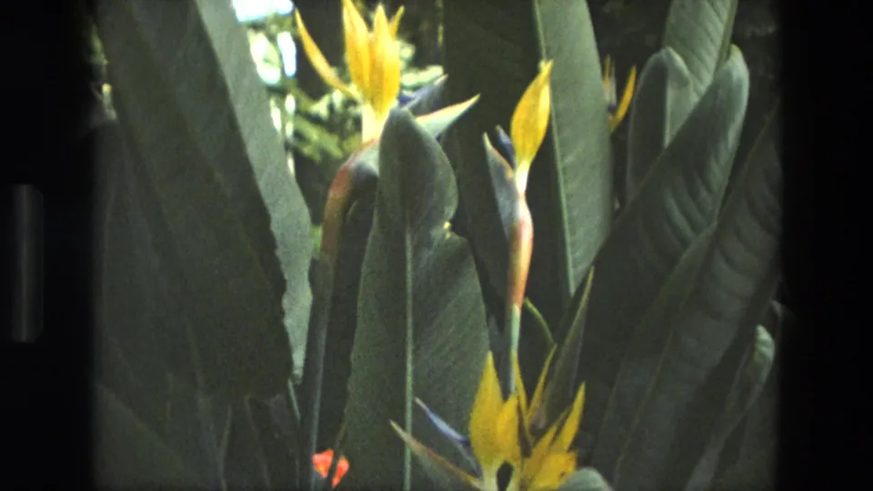 A final close-up shows yellow bird-of-paradise blooms against large leaves, continuing the 1972 Iran conservatory scene.