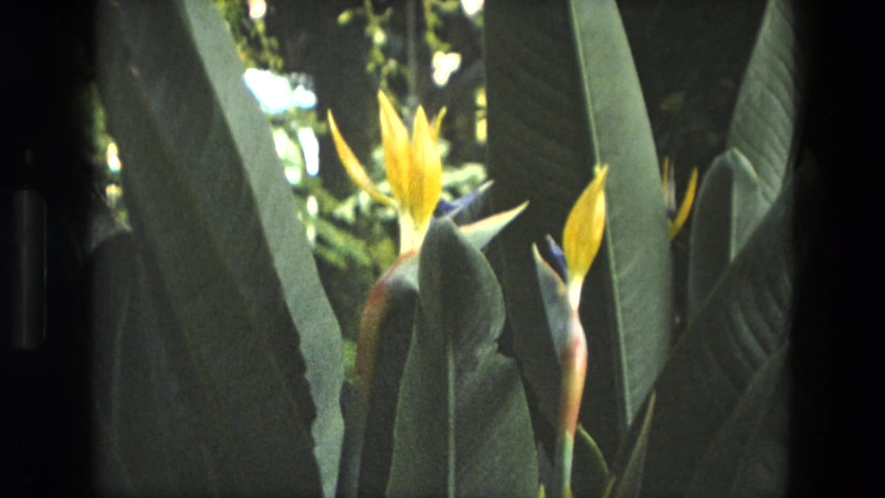 Yellow Bird of Paradise flowers among broad green leaves in soft focus.