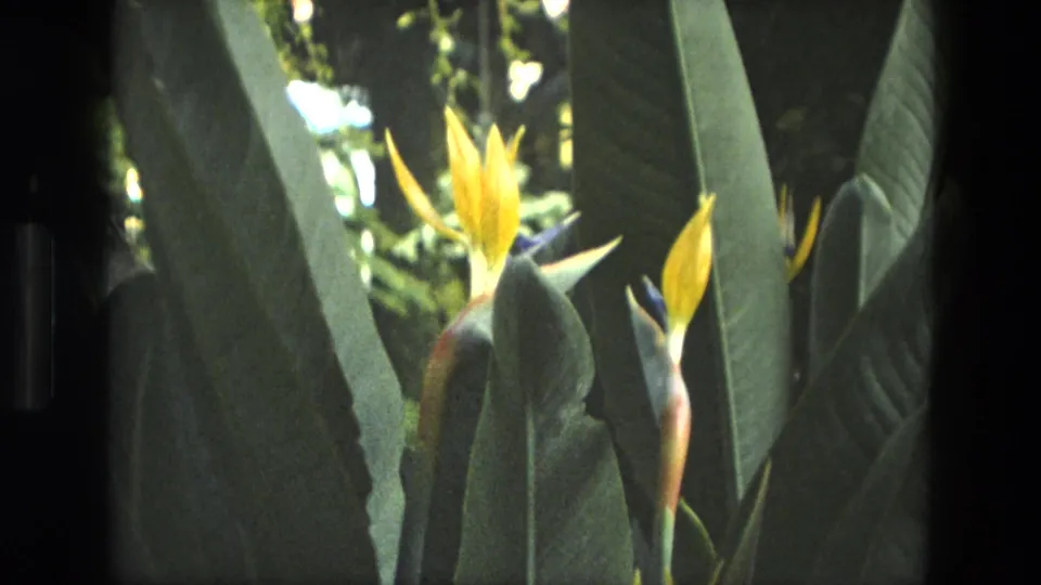 1972 Iran 8mm frame showing yellow Bird of Paradise flowers rising from dense green foliage.