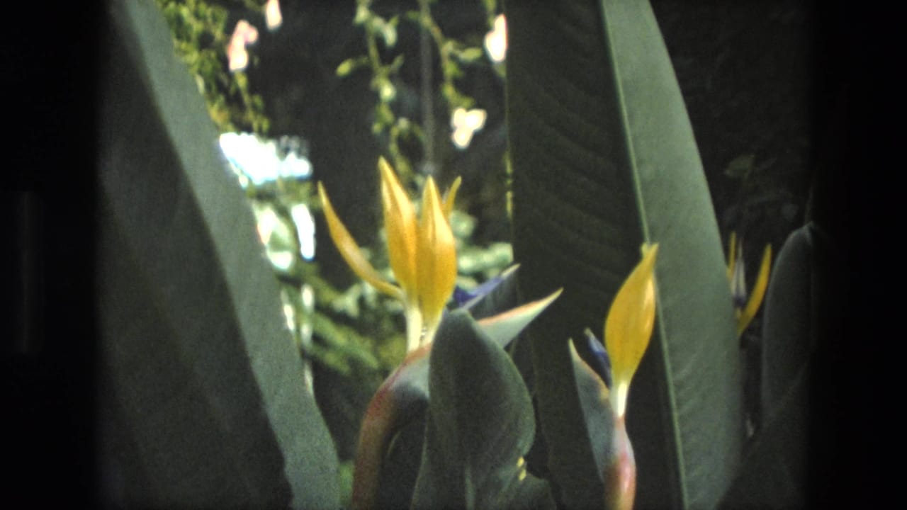 Closer view of yellow flowers and tall green leaves with dark film borders.